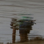Cantábrico